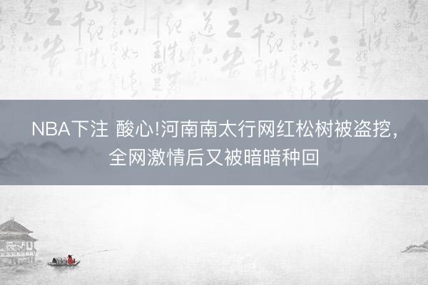 NBA下注 酸心!河南南太行网红松树被盗挖，全网激情后又被暗暗种回